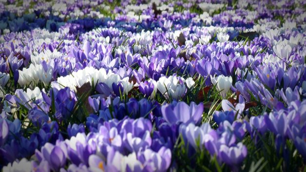 http://zoz.wodzislaw.pl/wp-content/uploads/2019/05/Krokusy-628x353.jpg